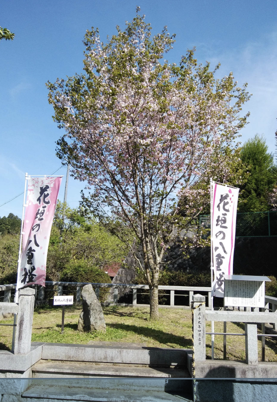 花垣の八重桜
